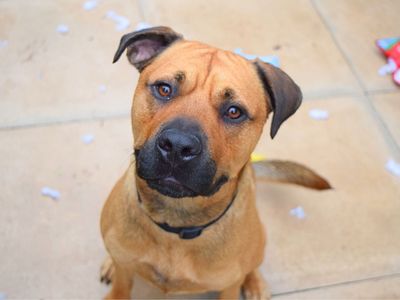 Tyson. | Terrier (Staffordshire Bull) Cross | Harefield West London - 3