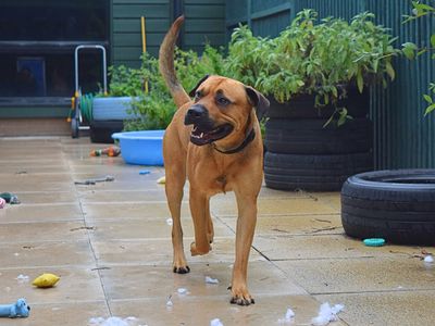 Tyson. | Terrier (Staffordshire Bull) Cross | Harefield West London - 2