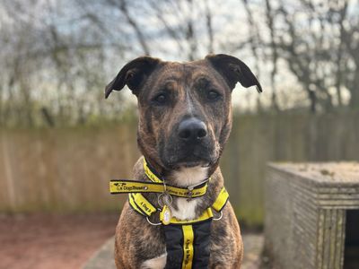 Adopt a Crossbreed Rescue Dog | Syrup | Dogs Trust