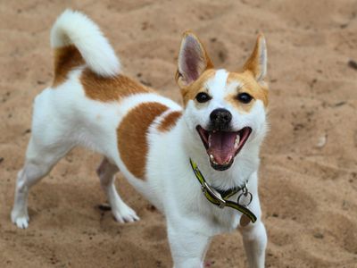 Milo | Terrier (Jack Russell) | Manchester - 3