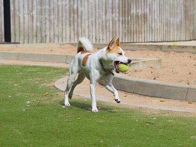 Milo | Terrier (Jack Russell) | Manchester - 1