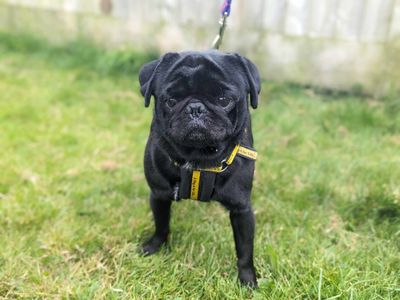 Bugzy | Pug | Bridgend (Wales) - 2