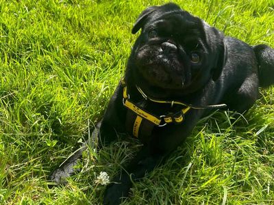 Bugzy | Pug | Bridgend (Wales) - 3