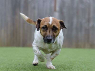 Sammy | Terrier (Jack Russell) | Kenilworth (West Midlands) - 3