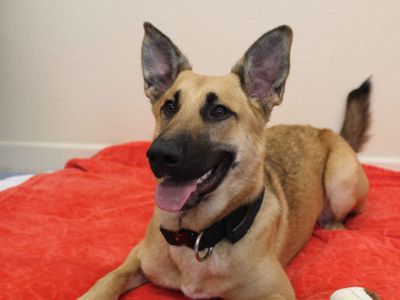 Max | Belgian Shepherd Dog (Malinois) | Darlington - 5