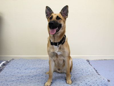 Max | Belgian Shepherd Dog (Malinois) | Darlington - 3