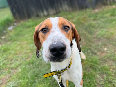 Adopt a Foxhound Rescue Dog | Hickory | Dogs Trust