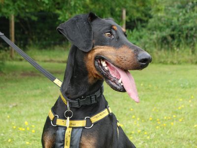 DeeDee | Dobermann | Newbury (Berkshire) - 3