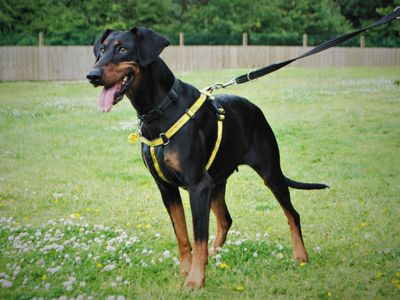 DeeDee | Dobermann | Newbury (Berkshire) - 5