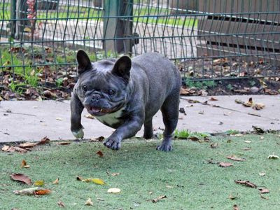 Fran | French Bulldog | Merseyside (Liverpool) - 5