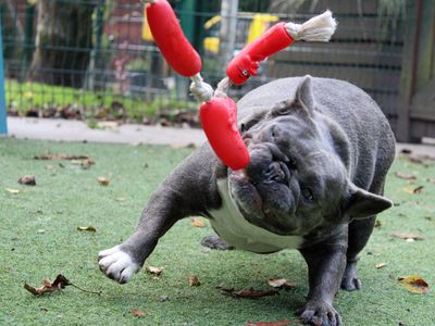 Fran | French Bulldog | Merseyside (Liverpool) - 3