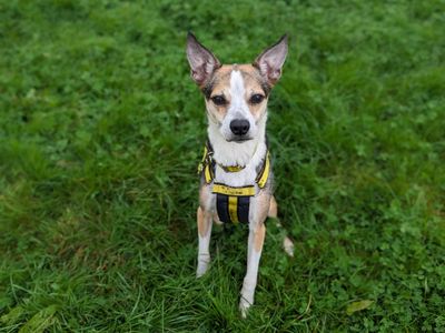 Molly | Collie (Border) Cross | Bridgend (Wales) - 3