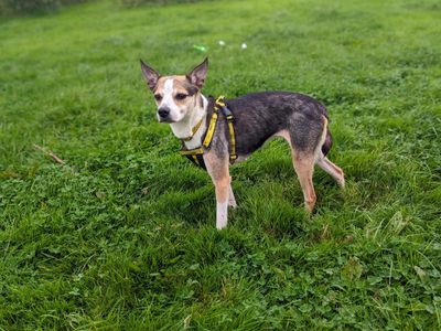 Molly | Collie (Border) Cross | Bridgend (Wales) - 5