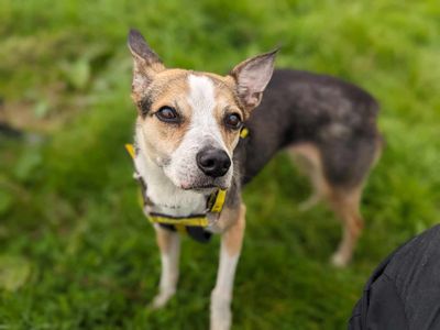 Molly | Collie (Border) Cross | Bridgend (Wales) - 3