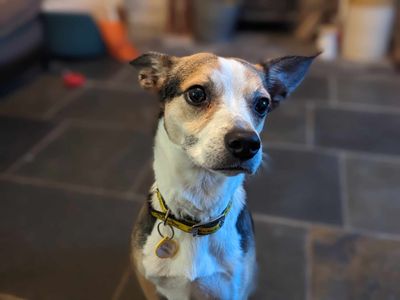 Molly | Collie (Border) Cross | Bridgend (Wales) - 5