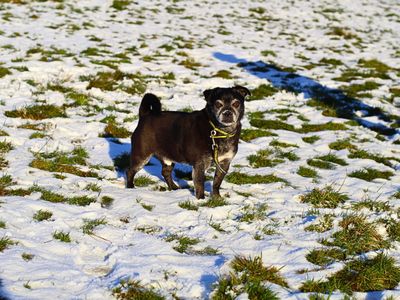 Rocco | Pug Cross | Manchester - 5