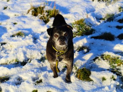 Rocco | Pug Cross | Manchester - 3