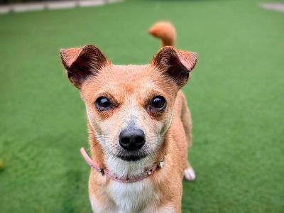 Peaches | Terrier (Jack Russell) Cross | Cardiff - 3