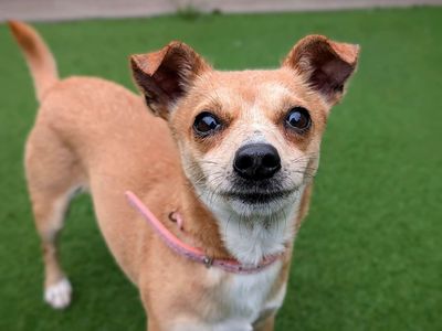 Peaches | Terrier (Jack Russell) Cross | Cardiff - 2