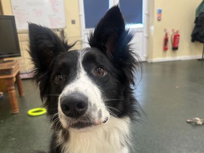 Percy | Collie (Border) | Evesham (Worcestershire) - 3