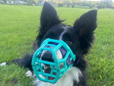 Percy | Collie (Border) | Evesham (Worcestershire) - 5