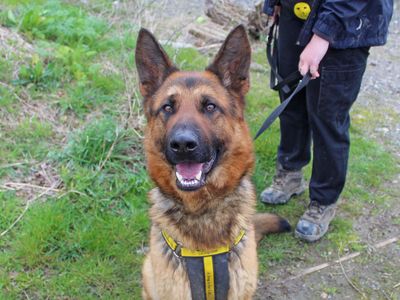 Rocky | German Shepherd Dog | Basildon (Essex) - 5