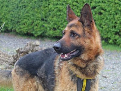 Rocky | German Shepherd Dog | Basildon (Essex) - 5