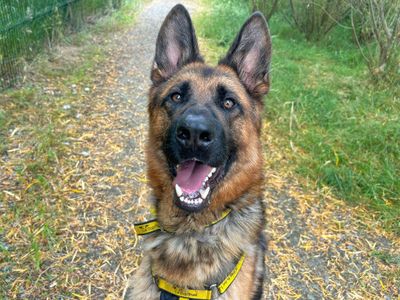 Rocky | German Shepherd Dog | Basildon (Essex) - 3