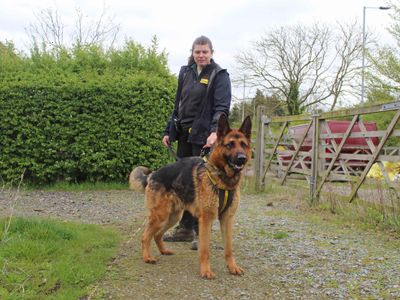 Rocky | German Shepherd Dog | Basildon (Essex) - 3