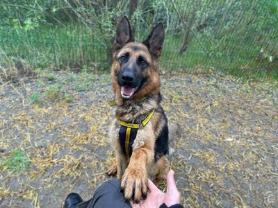 Rocky | German Shepherd Dog | Basildon (Essex) - 5