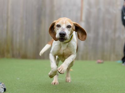 Maurice | Beagle | Kenilworth (West Midlands) - 3