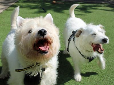 Jazz | Terrier (West Highland White) | Merseyside (Liverpool) - 3