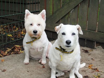 Jazz | Terrier (West Highland White) | Merseyside (Liverpool) - 5