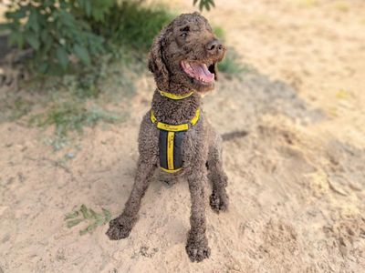 Otis | Poodle (Standard) | Loughborough - 3