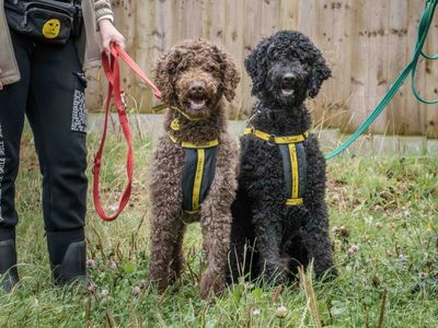 Otis | Poodle (Standard) | Loughborough - 5