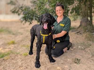 Hercules | Poodle (Standard) | Loughborough - 5