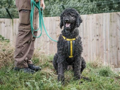 Hercules | Poodle (Standard) | Loughborough - 3