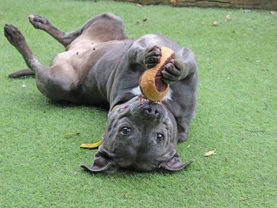 Luna | Terrier (Staffordshire Bull) | Merseyside (Liverpool) - 3