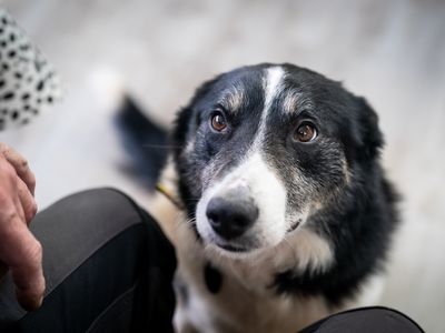 Dan | Collie (Border) | Snetterton (Norfolk) - 5