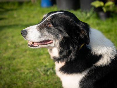 Dan | Collie (Border) | Snetterton (Norfolk) - 3