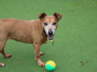 Patsy | Terrier (Jack Russell) | Glasgow - 3