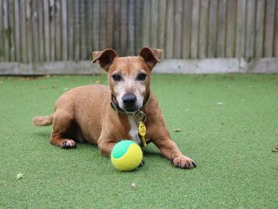 Patsy | Terrier (Jack Russell) | Glasgow - 5