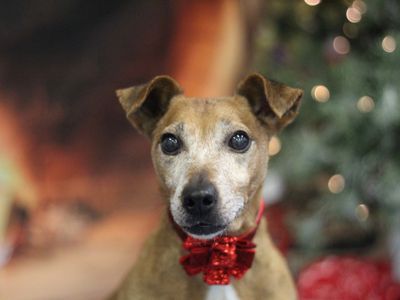 Patsy | Terrier (Jack Russell) | Glasgow - 5