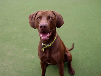 Adopt a Weimaraner Cross Rescue Dog | Ralfie | Dogs Trust