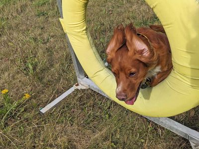 Teddy | Spaniel (Field) | Basildon (Essex) - 3