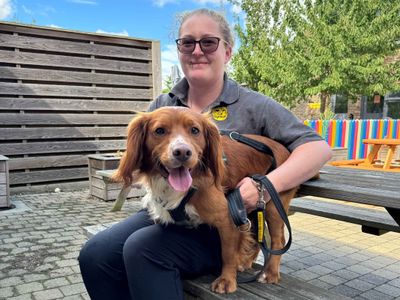 Teddy | Spaniel (Field) | Basildon (Essex) - 5