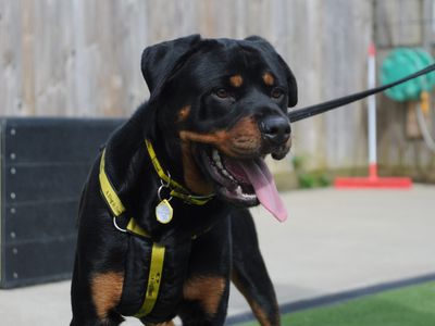 Ezra | Rottweiler | Canterbury - 3