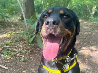 Ezra | Rottweiler | Canterbury - 5