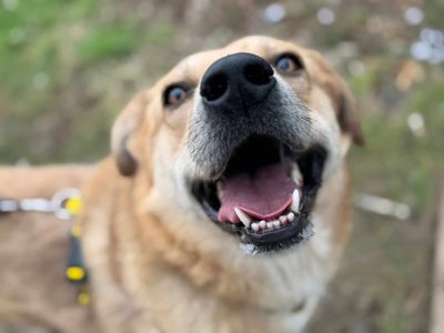 Danny | Retriever (Golden) Cross | Bridgend (Wales) - 1