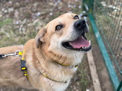 Danny | Retriever (Golden) Cross | Bridgend (Wales) - 3